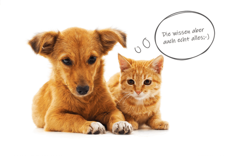 Hund und Katze