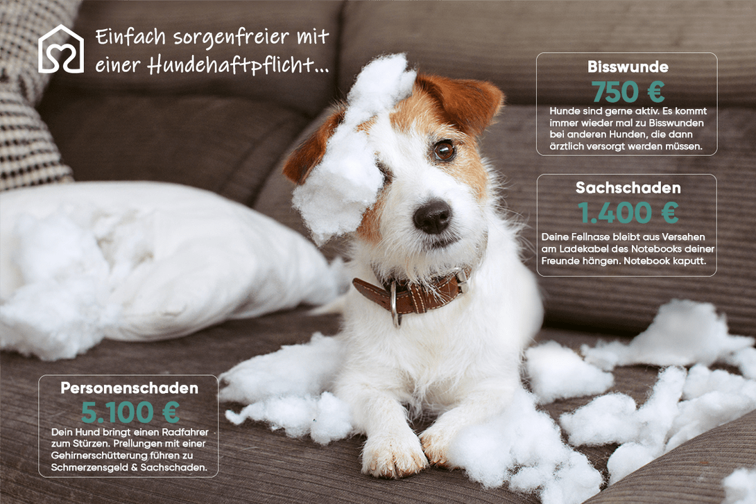 Hundehaftpflicht Hund
