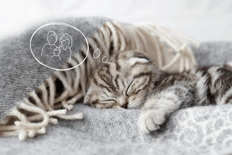 Katzenkrankenversicherung Katze