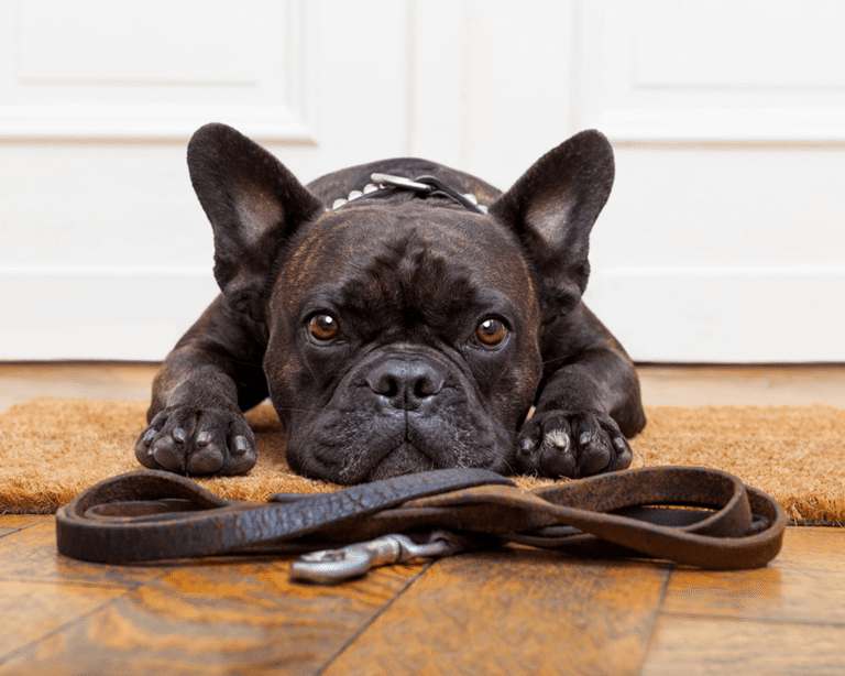 Kleiner Hund mit Leine