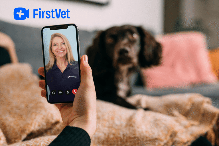 Online Tierarzt Firstvet 24h